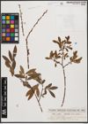 Salix aurita L. x Salix viminalis L.